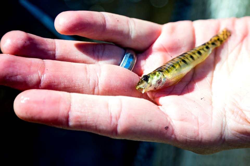 Chesapeake logperch surveying