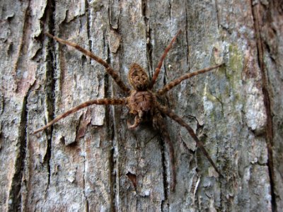 fish eating spider