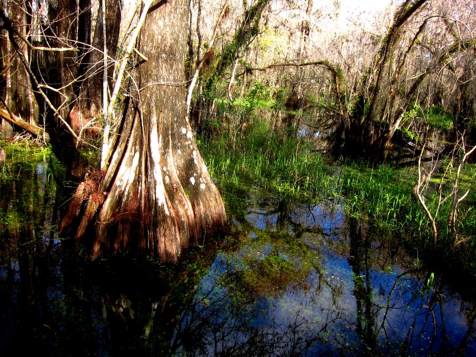 Cypress trees off Kirby Storter