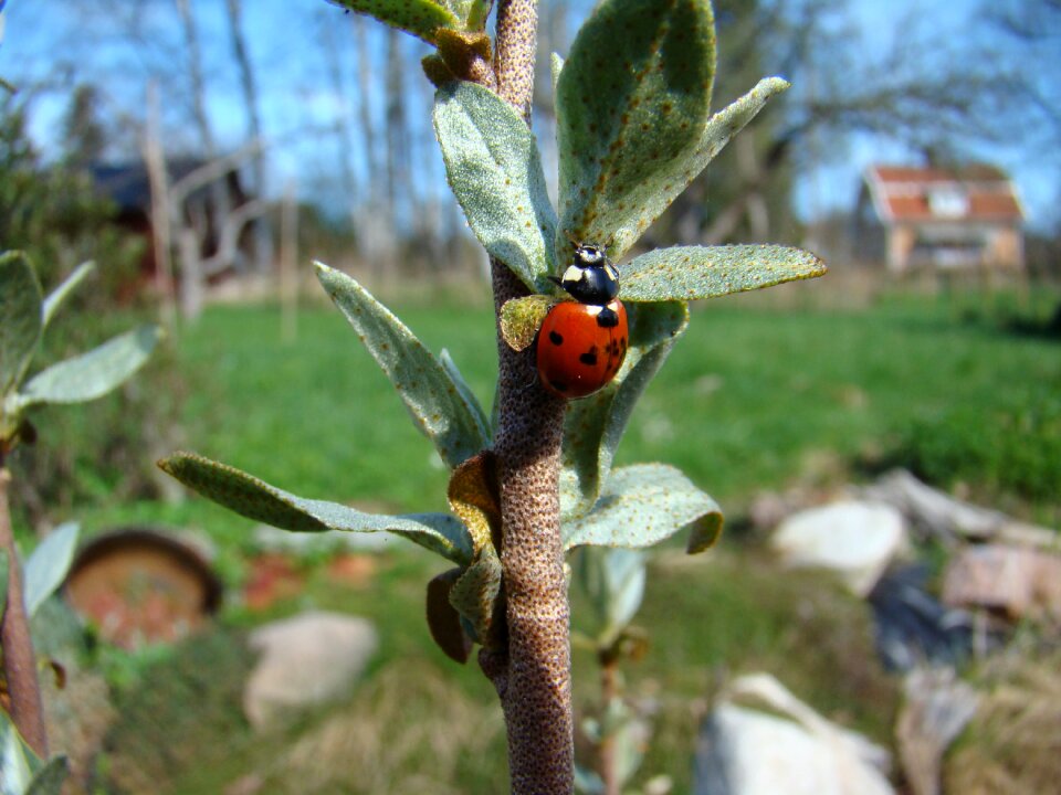 Beetle summer animals