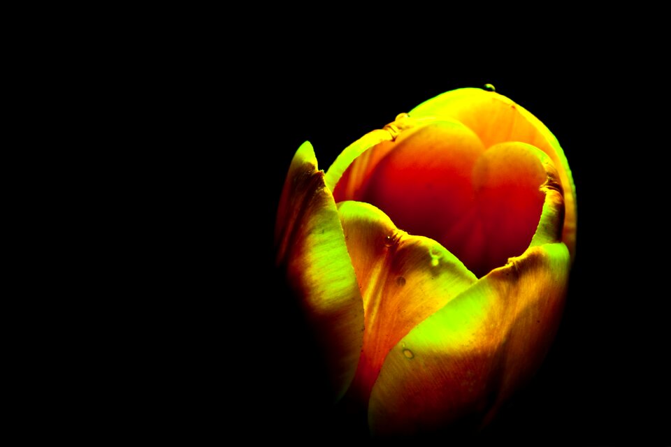 Flower orange yellow