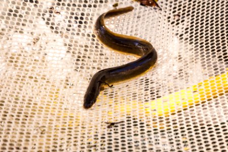 Chesapeake logperch surveying