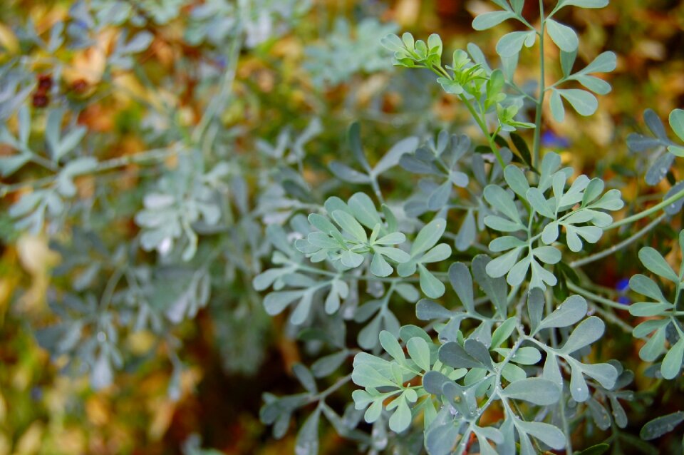 Herb plant herb-of-grace