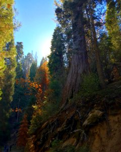 Hiking Sequoia in the Bakersfield Field Office