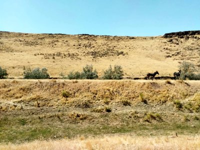 Wild Burros in Eagle Lake Field Office