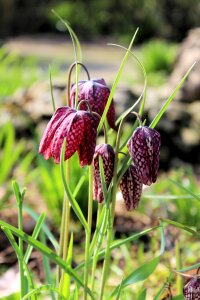 Checkered snake head chess flower photo