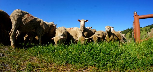 Flocking Back to the Hills of Cronan Ranch photo