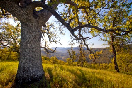 Cache Creek Wilderness