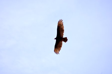 Turkey Vulture Soars photo
