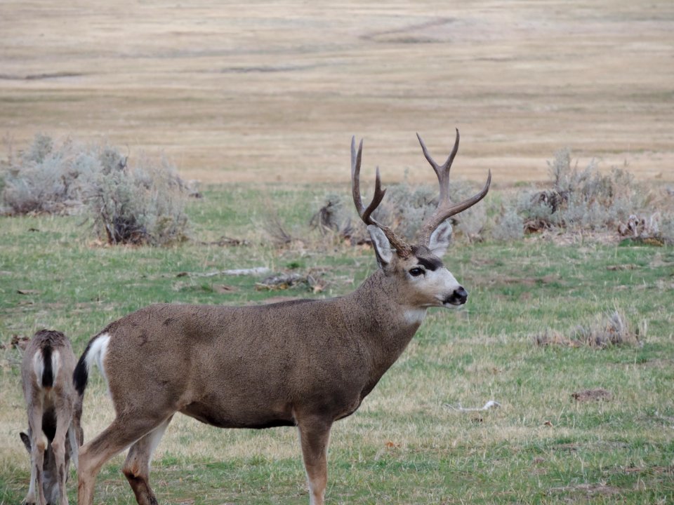 Mule Deer in Eagle Lake Field Office