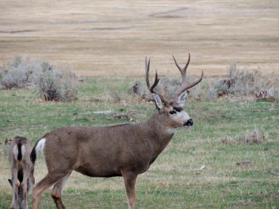 Mule Deer in Eagle Lake Field Office