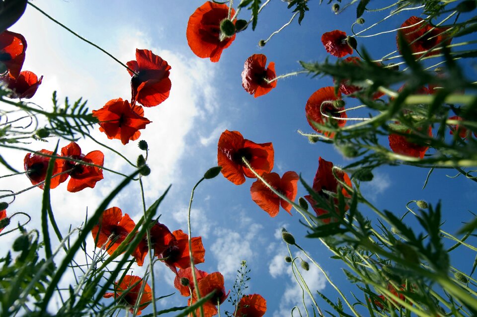 Flora flower sky