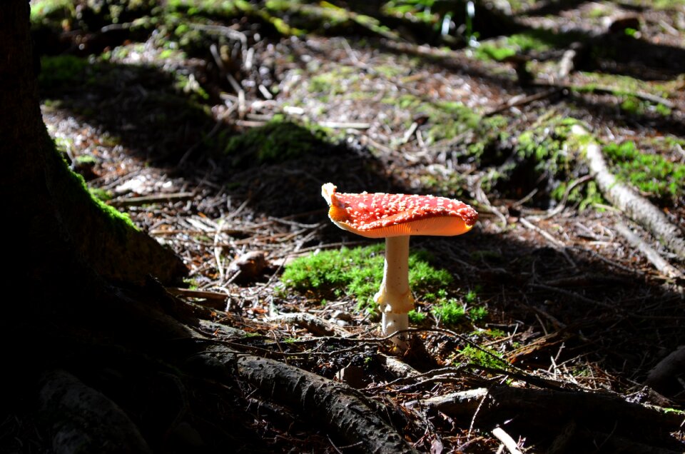 Fungal species toadstool poison