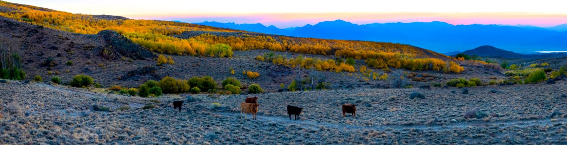 Bodie Hills Fall Colors photo