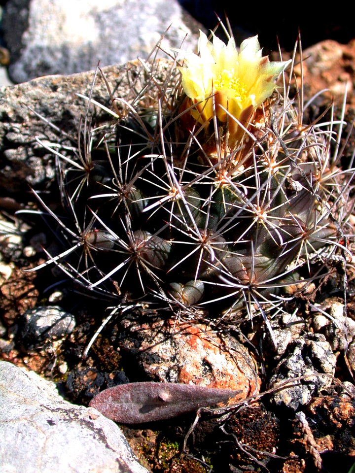 Tobusch fishhook cactus