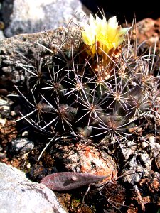 Tobusch fishhook cactus