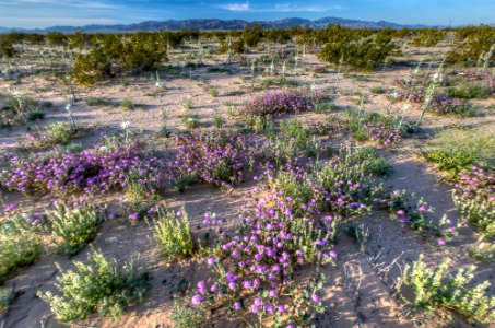 Desert Lily Preserve photo