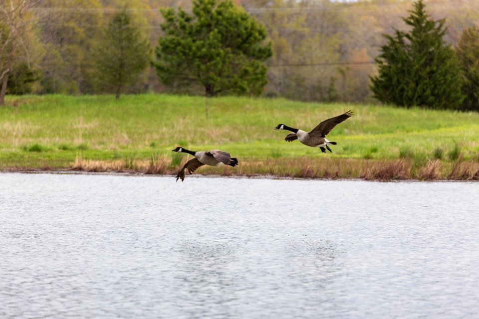 Geese landing in the restored wetland on Viola Farm