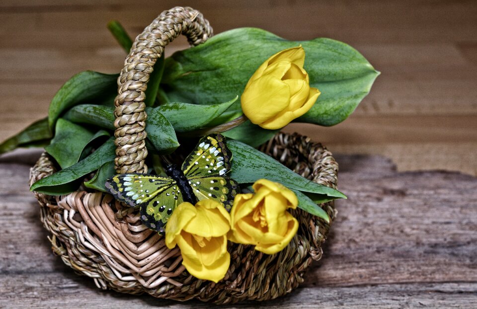 Yellow flowers yellow spring