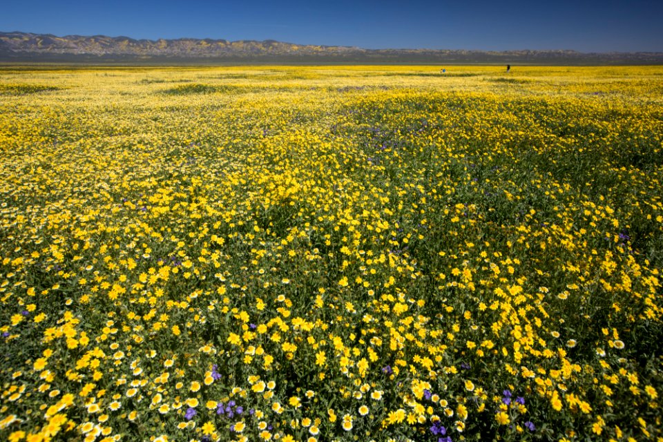 Super Bloom 2017 at Carrizo Plain National Monument