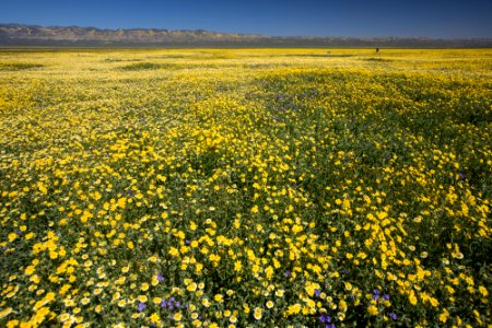 Super Bloom 2017 at Carrizo Plain National Monument photo