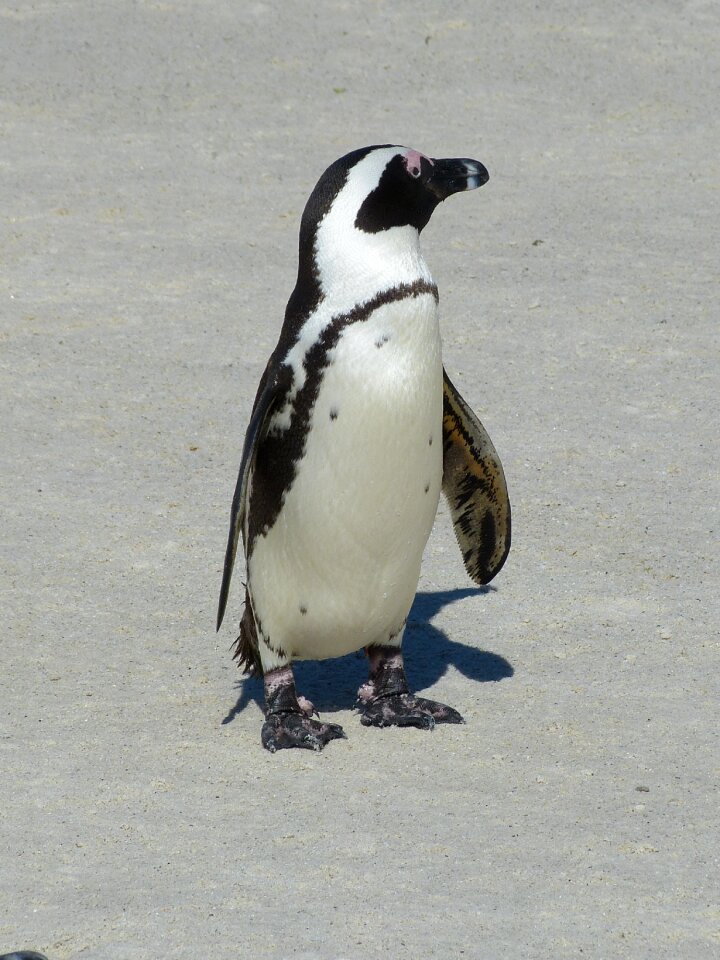 Cape peninsula penguin kappinguin
