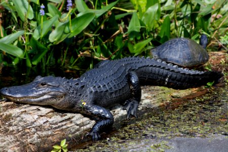 gator and turtle