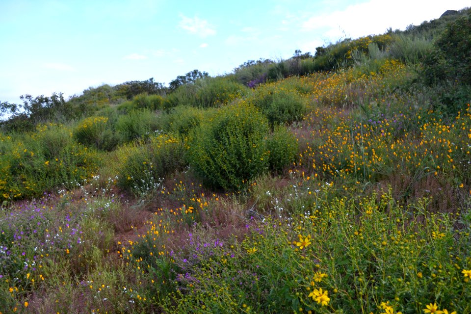 California poppies and wishbone bush
