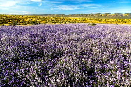 April 2019 Wildflowers at Carrizo Plain National Monument