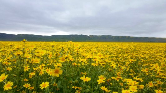Carrizo Plain National Monument Super Bloom in Bakersfield Field Office