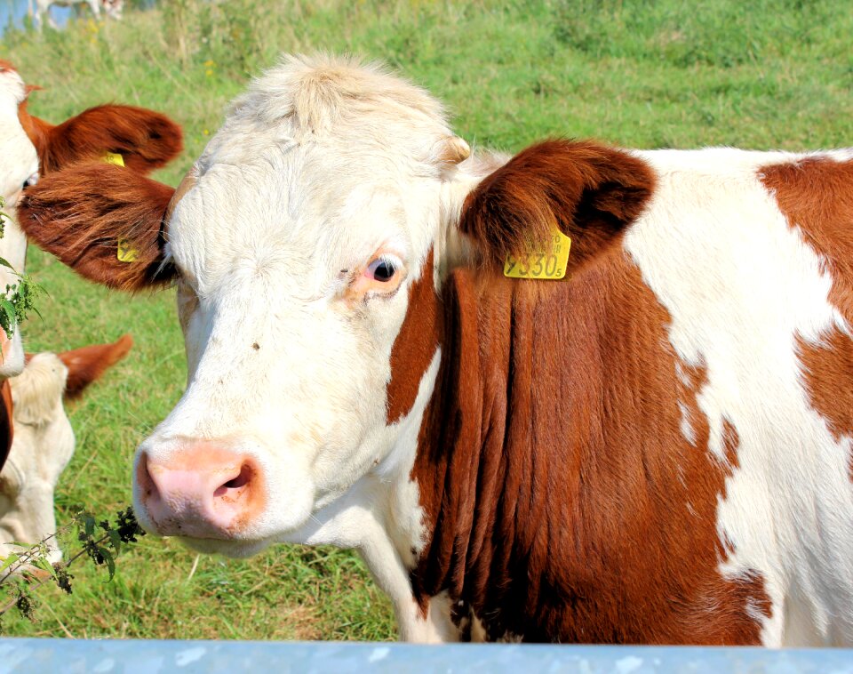 Roan cattle netherlands