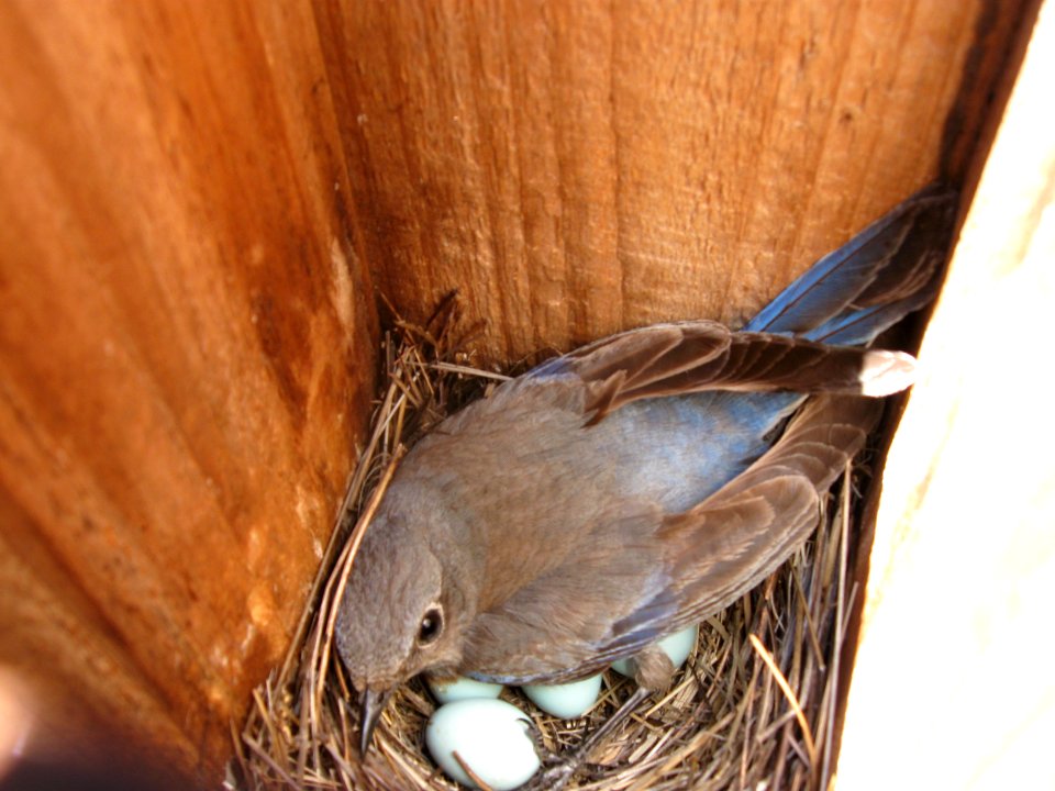 Western Bluebird on Eggs