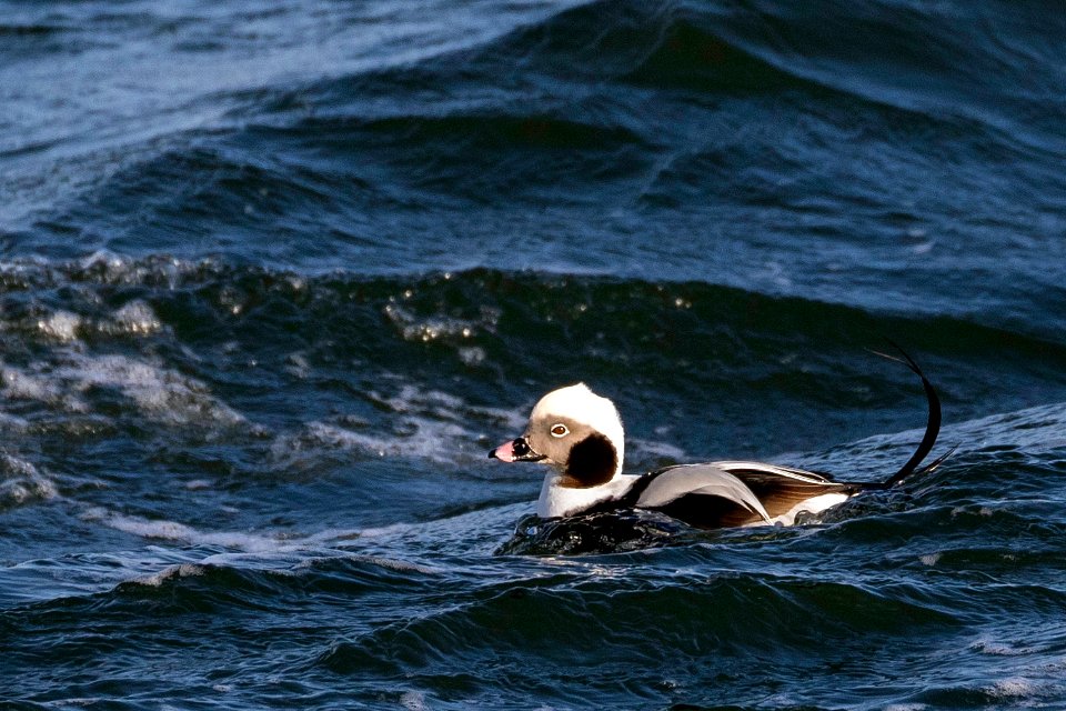 Long-tailed Duck in winter showing long tail