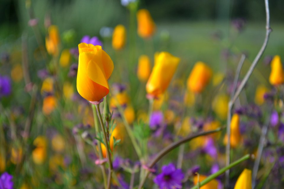 CA Poppies and Wishbone bush
