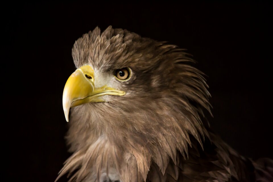 Predator feather hunter