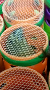 Smuggled Finches Seized at Newark Liberty International Airport 2