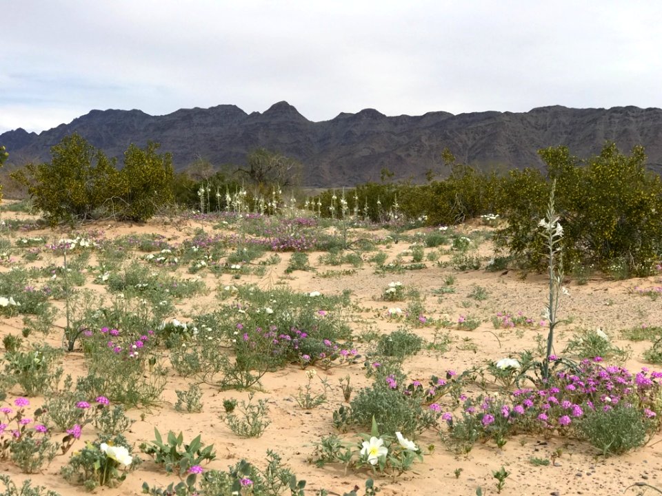 Desert Lily Preserve ACEC in Palm Springs-South Coast Field Office