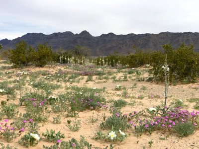 Desert Lily Preserve ACEC in Palm Springs-South Coast Field Office