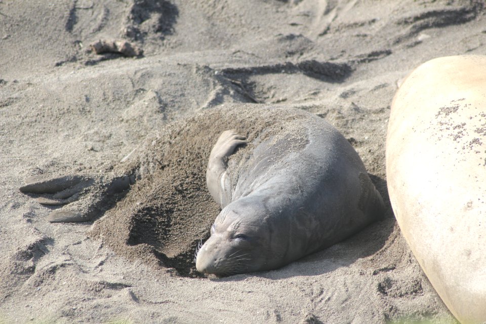 Elephant Seal Baby