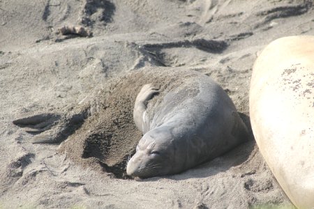 Elephant Seal Baby