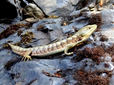 Lizard