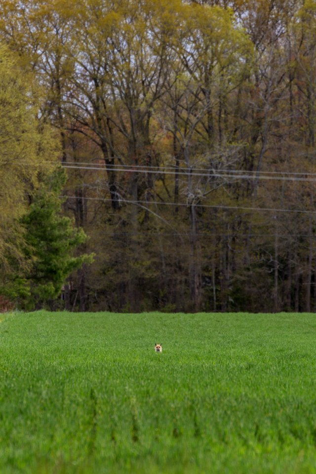 A mother fox peeks out over crops at Viola Farm