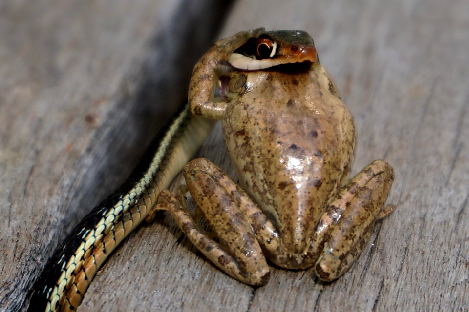 Snake eats frog