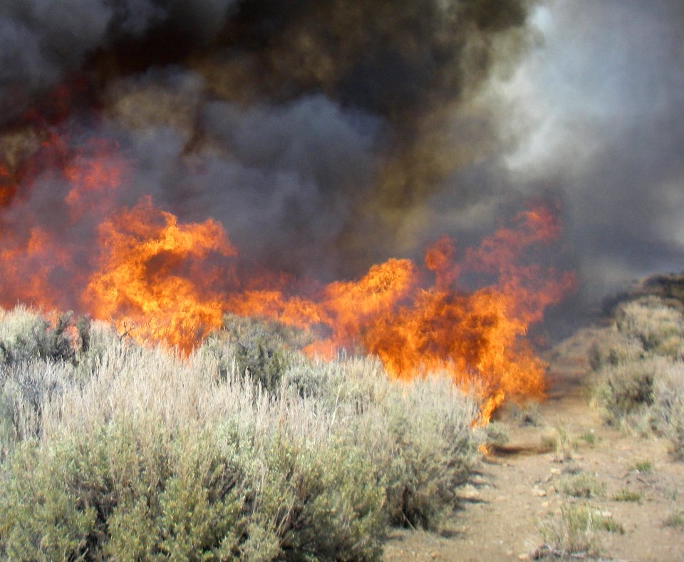 brush fire