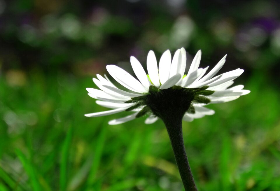 Macro spring white photo