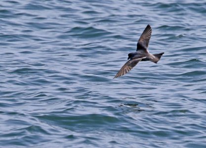 Fork-tailed Storm Petrels