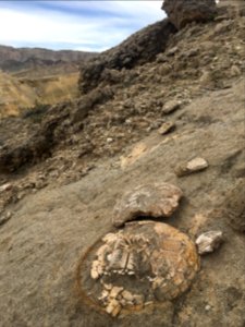 WINNER: Fossils in El Centro Field Office