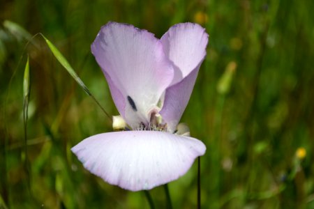 Splendid mariposa lily