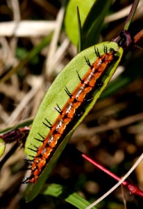 Caterpillar on Corkystem Passionvine
