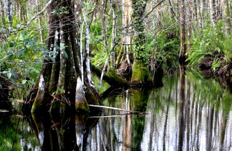 cypress reflection photo